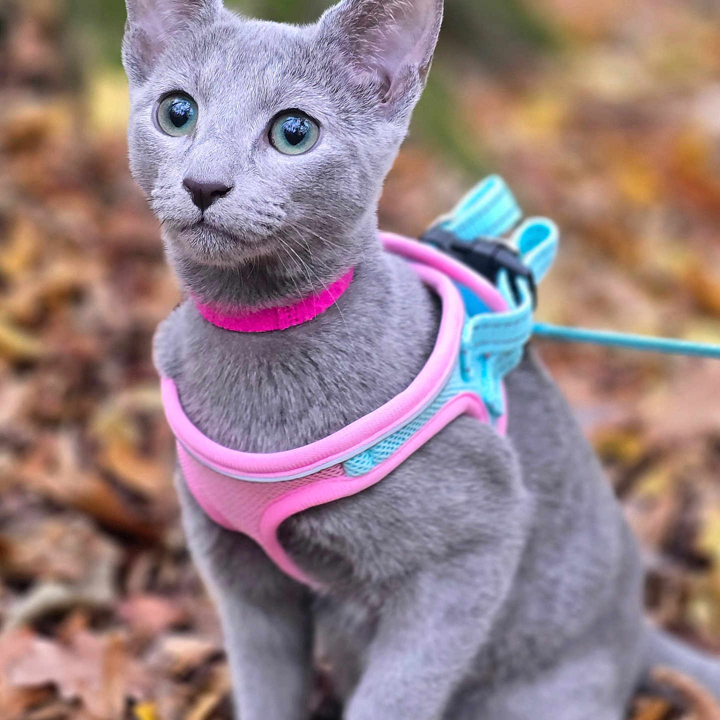 Luna