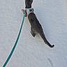 Luna participe au concours pour gagner de l'argent avec cette photo : cat, snow, leash, harness, pet, gray_cat, animal, outdoor, winter, footprints, nature, plants, curious, walking, cold, feline, snowy_ground, daytime, exploring, quiet