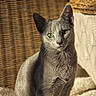 Luna participe au concours pour gagner de l'argent avec cette photo : cat, grey_cat, feline, pet, animal, green_eyes, sitting, indoor, cozy, sunlight, shadow, woven_texture, soft_fabric, portrait, closeup, cute, whiskers, ears, fur, relaxed