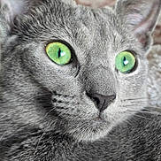 Luna a rejoint le concours — aidez-le/la à gagner de superbes lots ! cat, gray_cat, green_eyes, close_up, pet, feline, whiskers, fur, portrait, animal, cute, indoor, face, ears, nose, alert, domestic_cat, soft_texture, focus, eyes