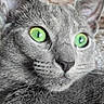 cat, gray_cat, green_eyes, close_up, pet, feline, whiskers, fur, portrait, animal, cute, indoor, face, ears, nose, alert, domestic_cat, soft_texture, focus, eyes