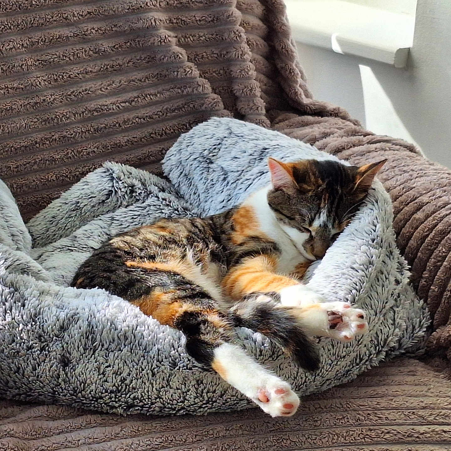 Bulma participe au concours pour gagner de l'argent avec cette photo : armchair, blanket, calico, cat, comfortable, cozy, feline, fur, home, indoor, napping, paw, pet, relaxation, resting, sleeping, soft, striped, sunlight, window