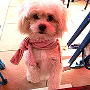 Viny a rejoint le concours — aidez-le/la à gagner de superbes lots ! dog, small_dog, white_fur, fluffy, pink_scarf, pet, portrait, standing, indoors, tiled_floor, cute, looking_at_camera, black_nose, dark_eyes, long_fur, fashionable, companion_animal, playful, home, chair