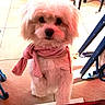 black_nose, chair, companion_animal, cute, dark_eyes, dog, fashionable, fluffy, home, indoors, long_fur, looking_at_camera, pet, pink_scarf, playful, portrait, small_dog, standing, tiled_floor, white_fur