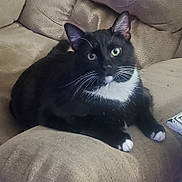 Socks is registered to the contest to win money with this photo: animal, black_and_white, cat, couch, cozy, cute, domestic, ears, feline, fur, furniture, home, indoor, looking_at_camera, lying_down, paws, pet, relaxing, tuxedo_cat, whiskers