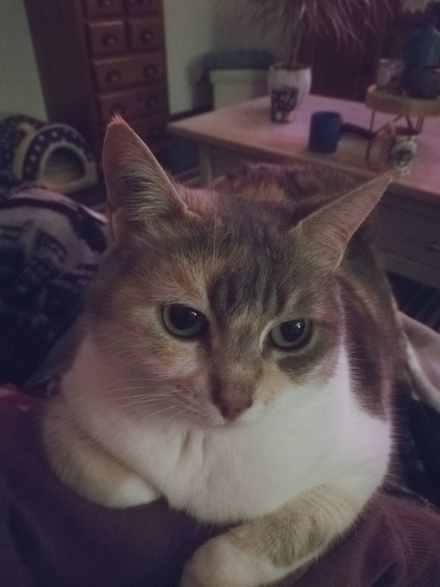 Hounah participe au concours pour gagner de l'argent avec cette photo : aegean_cat, asian, burmilla, carnivore, cat, domestic_short_haired_cat, ear, european_shorthair, eye, face, felidae, fur, head, kitten, nose, selfie, sky, small_to_medium_sized_cats, tabby_cat, whiskers