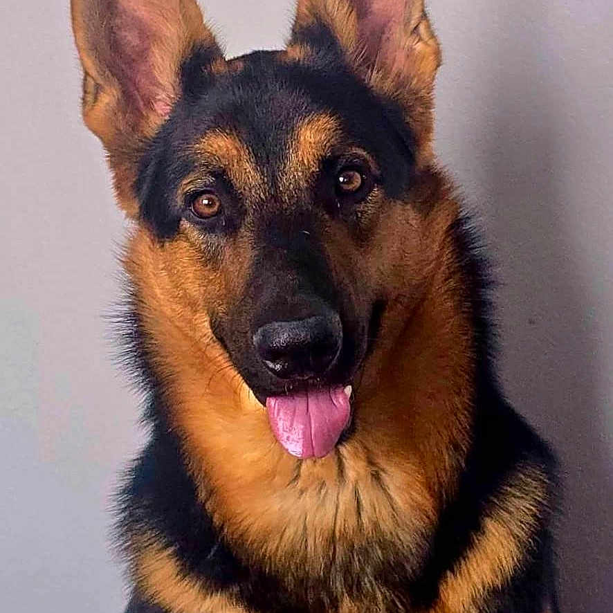 Hondo