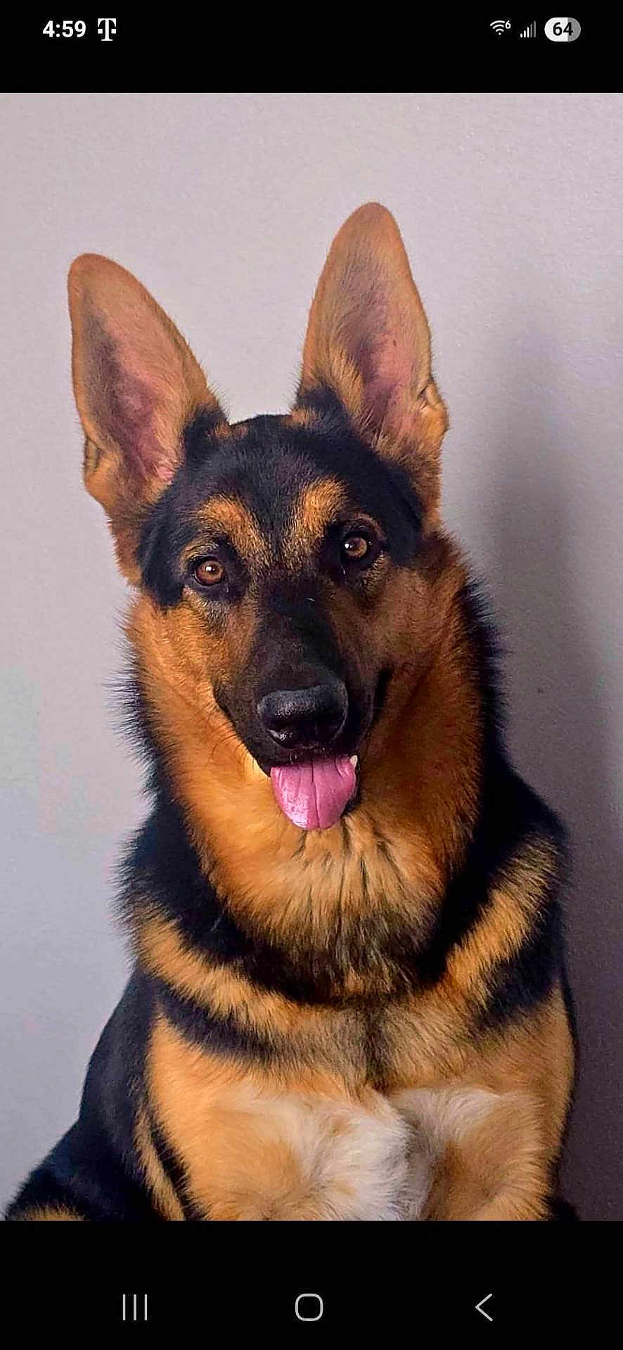 Hondo