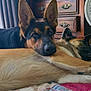 dog, german_shepherd, bed, resting, lying_down, indoor, furniture, fan, window, curtains, wooden_dresser, paw, sleeping, pet, animal, companion, cute, relaxed, fur, ears