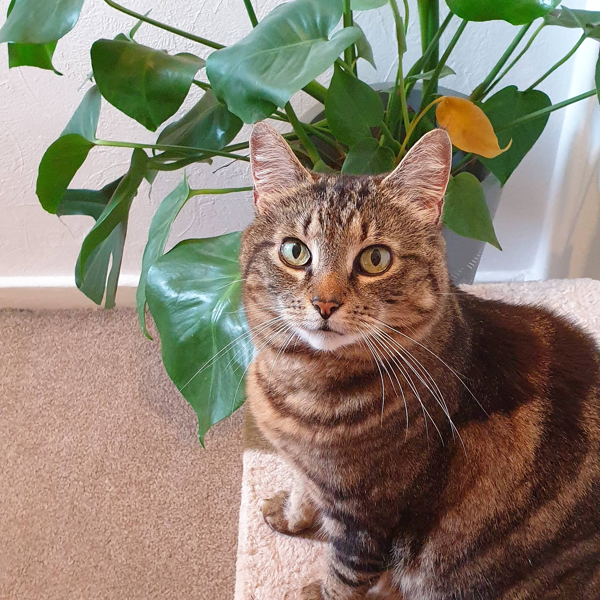 Heidi is registered to the contest to win money with this photo: carnivore, cat, domestic_short_haired_cat, fawn, felidae, flowerpot, fur, grass, houseplant, pet_supply, plant, plant_stem, small_to_medium_sized_cats, snout, tail, terrestrial_animal, terrestrial_plant, tree, whiskers, wildlife