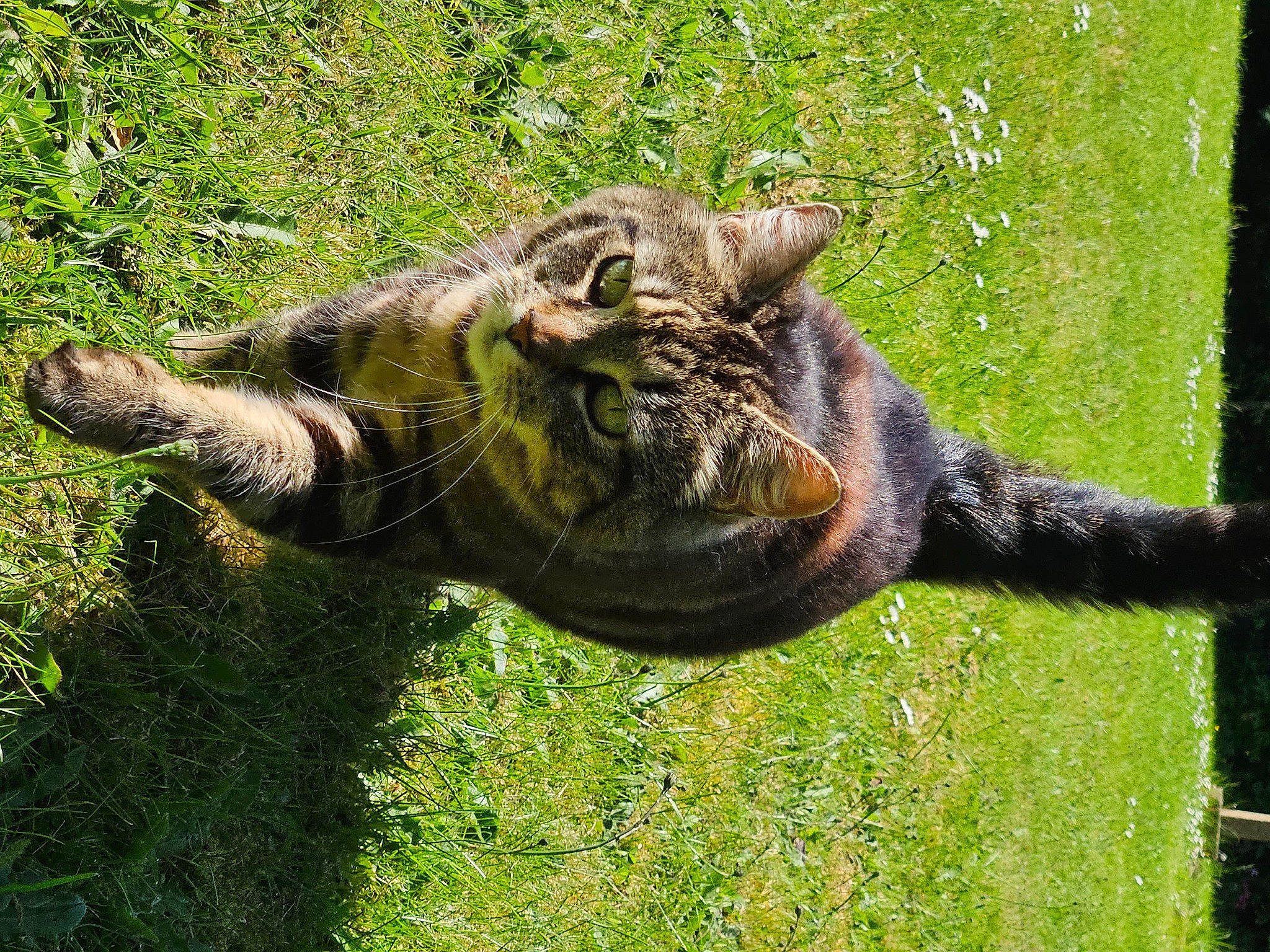 Heidi is registered to the contest to win money with this photo: big_cats, carnivore, cat, claw, domestic_short_haired_cat, eye, felidae, fur, grass, groundcover, ocelot, plant, small_to_medium_sized_cats, snout, tail, terrestrial_animal, tree, trunk, whiskers, wildlife