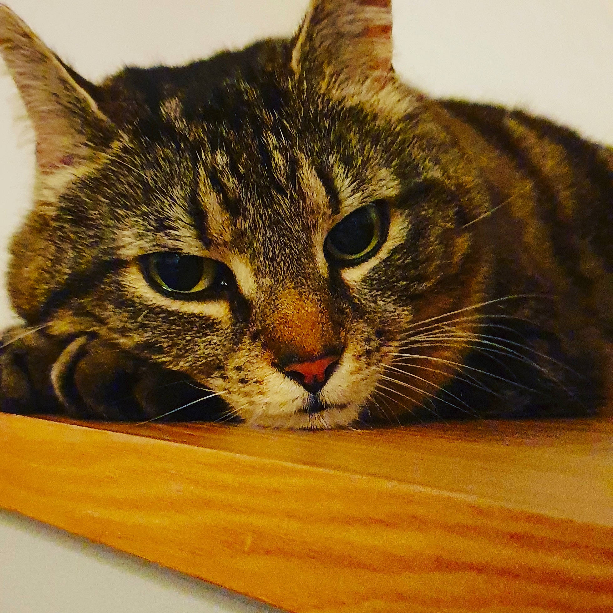 Heidi joined the competition — help win amazing prizes! carnivore, cat, curious, domestic_short_haired_cat, eye, felidae, flooring, fur, hardwood, paw, plank, plywood, small_to_medium_sized_cats, snout, varnish, whiskers, wildlife, wood, wood_stain