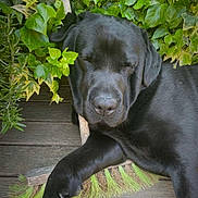 Ralf participe au concours pour gagner de l'argent avec cette photo : dog, black_labrador, pet, sleeping, relaxed, outdoor, garden, ivy, plants, wooden_deck, broom, lying_down, black_fur, floppy_ears, snout, paws, animal_portrait, backyard, nature, funny_pose