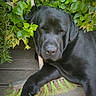 dog, black_labrador, pet, sleeping, relaxed, outdoor, garden, ivy, plants, wooden_deck, broom, lying_down, black_fur, floppy_ears, snout, paws, animal_portrait, backyard, nature, funny_pose