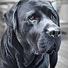 Ralf participe au concours pour gagner de l'argent avec cette photo : dog, black_dog, portrait, close_up, standing, indoors, tile_floor, black_fur, large_dog, canine, animal, face, eyes, nose, ears, short_hair, dramatic_lighting, blurred_background, grayscale, photography