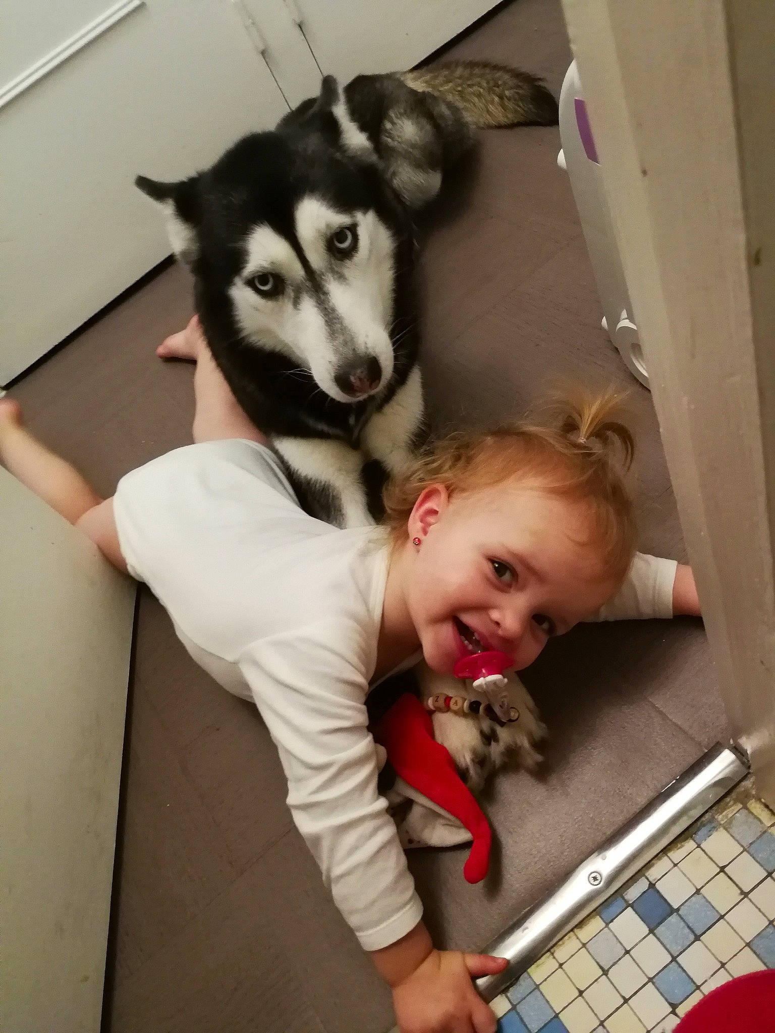 Eliza a rejoint le concours — aidez-le/la à gagner de superbes lots ! alaskan_klee_kai, alaskan_malamute, canidae, carnivore, companion_dog, dog, dog_breed, labrador_husky, mammal, miniature_siberian_husky, northern_inuit_dog, person, rare_breed_dog, sakhalin_husky, seppala_siberian_sleddog, siberian_husky, sled_dog, sporting_group, tamaskan_dog, wolfdog