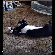 Rogue joined the competition — help win amazing prizes! animal, bag, black_and_white_cat, carpet, cat, cozy, domestic, floor, fur, furniture, household, indoor, lying_down, paw, pet, plastic_drawer, relaxed, resting, tiger_illustration, whiskers