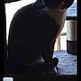 Rogue joined the competition — help win amazing prizes! animal, black_and_white, carpeted, cat, cat_tree, dark, domestic, ears, feline, furniture, home, indoor, pet, quiet, resting, shadow, silhouette, sitting, whiskers, window