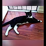 Rogue is registered to the contest to win money with this photo: animal, black_and_white, cat, companion, curious, domestic_cat, ears, feline, flooring, house, indoor, looking_at_camera, paws, pet, relaxed, resting, screen_door, tail, whiskers, wooden_floor