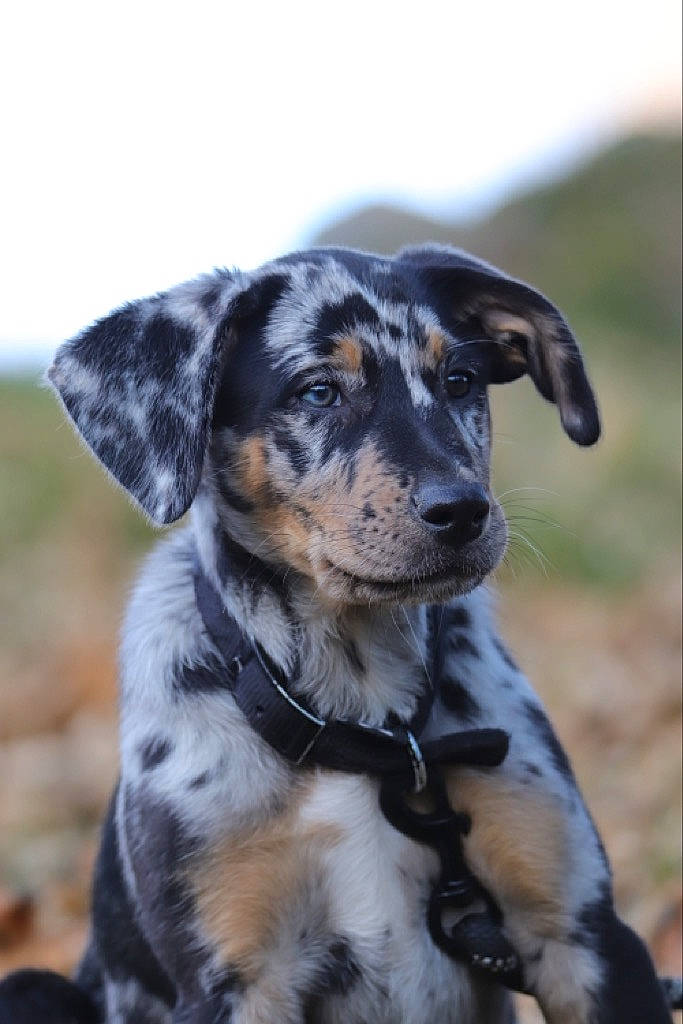 Toupie participe au concours pour gagner de l'argent avec cette photo : canidae, carnivore, collar, companion_dog, dog, dog_breed, fawn, fur, grass, hunting_dog, plant, puppy, sky, sporting_group, terrestrial_animal, whiskers, working_animal, working_dog