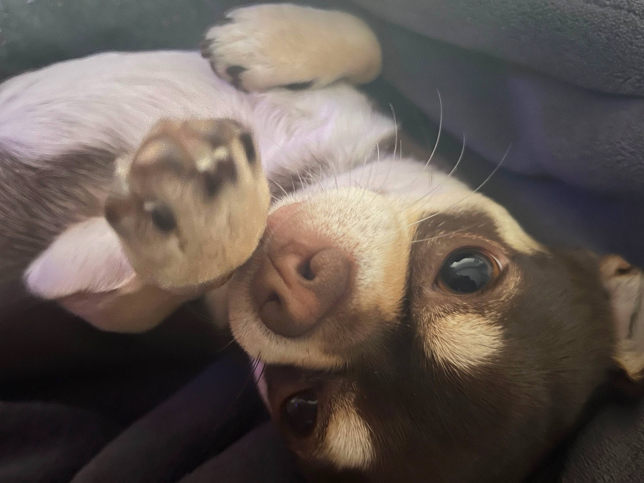 Snoopi a rejoint le concours — aidez-le/la à gagner de superbes lots ! canidae, carnivore, comfort, companion_dog, dog, dog_breed, fawn, felidae, fur, mustelidae, paw, small_to_medium_sized_cats, snout, sporting_group, terrestrial_animal, toy_dog, whiskers, wildlife, working_animal, wrinkle