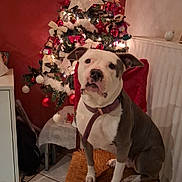 Pipoune participe au concours pour gagner de l'argent avec cette photo : animal, chair, christmas, christmas_tree, collar, decorations, dog, festive, holiday, indoors, leash, lights, ornaments, pet, pit_bull, portrait, ribbon, sitting, tile_floor, white_and_gray
