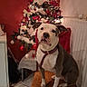 animal, chair, christmas, christmas_tree, collar, decorations, dog, festive, holiday, indoors, leash, lights, ornaments, pet, pit_bull, portrait, ribbon, sitting, tile_floor, white_and_gray