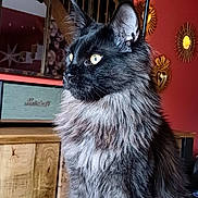 Venom a rejoint le concours — aidez-le/la à gagner de superbes lots ! cat, fluffy_cat, sitting, wooden_table, indoor, red_wall, mirror, decorative_mirror, window, reflection, yellow_eyes, long_fur, pet, animal, feline, household, curious, portrait, furniture, cozy