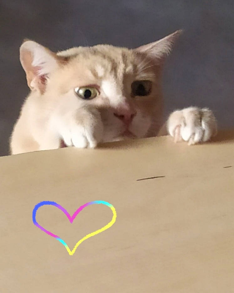 Roucky a rejoint le concours — aidez-le/la à gagner de superbes lots ! carnivore, cat, close_up, domestic_short_haired_cat, ear, fawn, felidae, flooring, fur, happy, heart, paper_product, paw, photo_caption, small_to_medium_sized_cats, snout, tail, whiskers, wood