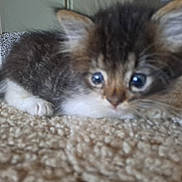 Gizmo joined the competition — help win amazing prizes! kitten, cat, carpet, indoor, pet, furry, animal, small, cute, lying, young, whiskers, ears, closeup, blurred, texture, floor, home, mammal, domestic