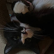 Binx joined the competition — help win amazing prizes! animal, black_and_white, cat, close_up, cozy, curious, cute, ears, face, feline, fur, indoor, lying_down, nose, paw, pet, relaxed, sleepy, soft, whiskers