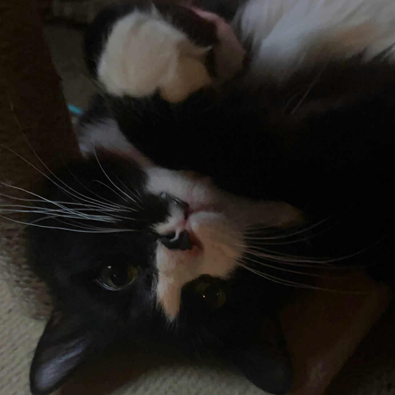Binx