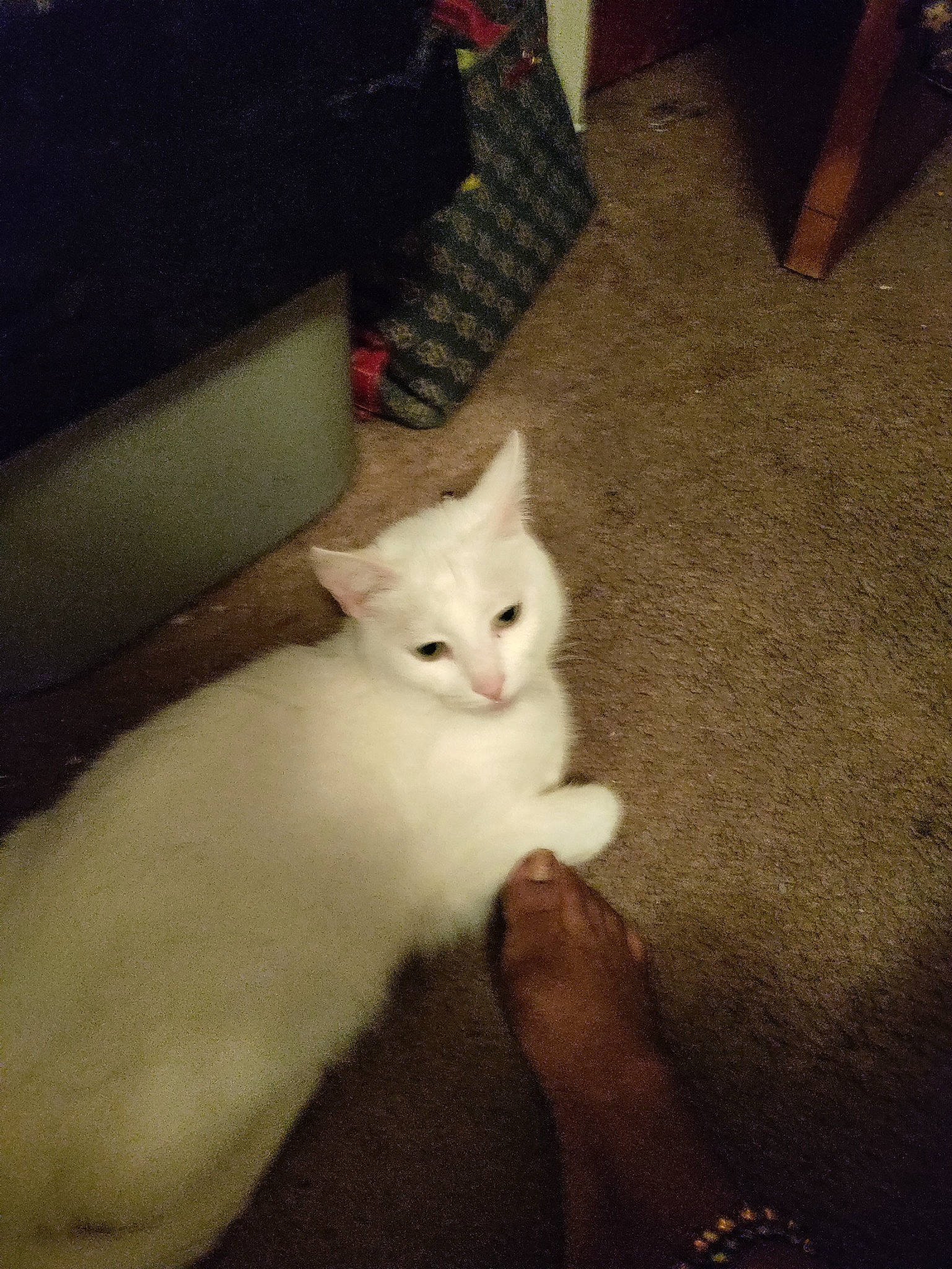 Angle joined the competition — help win amazing prizes! box, carnivore, carton, cat, claw, comfort, domestic_short_haired_cat, felidae, flooring, fur, gesture, hardwood, lap, leg, paw, shipping_box, small_to_medium_sized_cats, tail, whiskers, wood