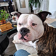 Snow participe au concours pour gagner de l'argent avec cette photo : dog, bulldog, brindle, white, pet, indoor, couch, furniture, plant, glass_table, wooden_box, relaxed, companion, closeup, animal, paw, snout, ears, home, cozy