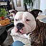 dog, bulldog, brindle, white, pet, indoor, couch, furniture, plant, glass_table, wooden_box, relaxed, companion, closeup, animal, paw, snout, ears, home, cozy