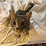 animal, bed, bell, blanket, cat, closeup, collar, curious, domestic_animal, feline, floor, fur, indoor, looking_up, mammal, pet, tabby_cat, whiskers, white_bedspread, wooden_floor