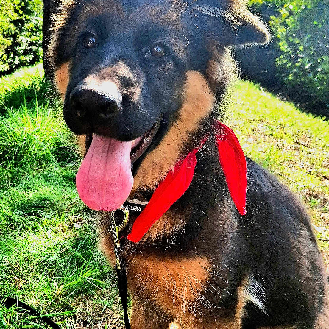 Thaiko participe au concours pour gagner de l'argent avec cette photo : accessories, animal, ball, bodypart, canine, dog, germanshepherd, grass, mouth, nature, outdoors, park, person, pet, plant, puppy, strap, tongue, tree, vegetation