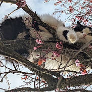 Oréa a rejoint le concours — aidez-le/la à gagner de superbes lots ! cat, black_and_white_cat, fluffy_cat, tree, branches, pink_blossoms, spring, outdoor, sky, nature, curious, pet, whiskers, paw, close_up, trunk, moss, sunlight, perched, relaxed
