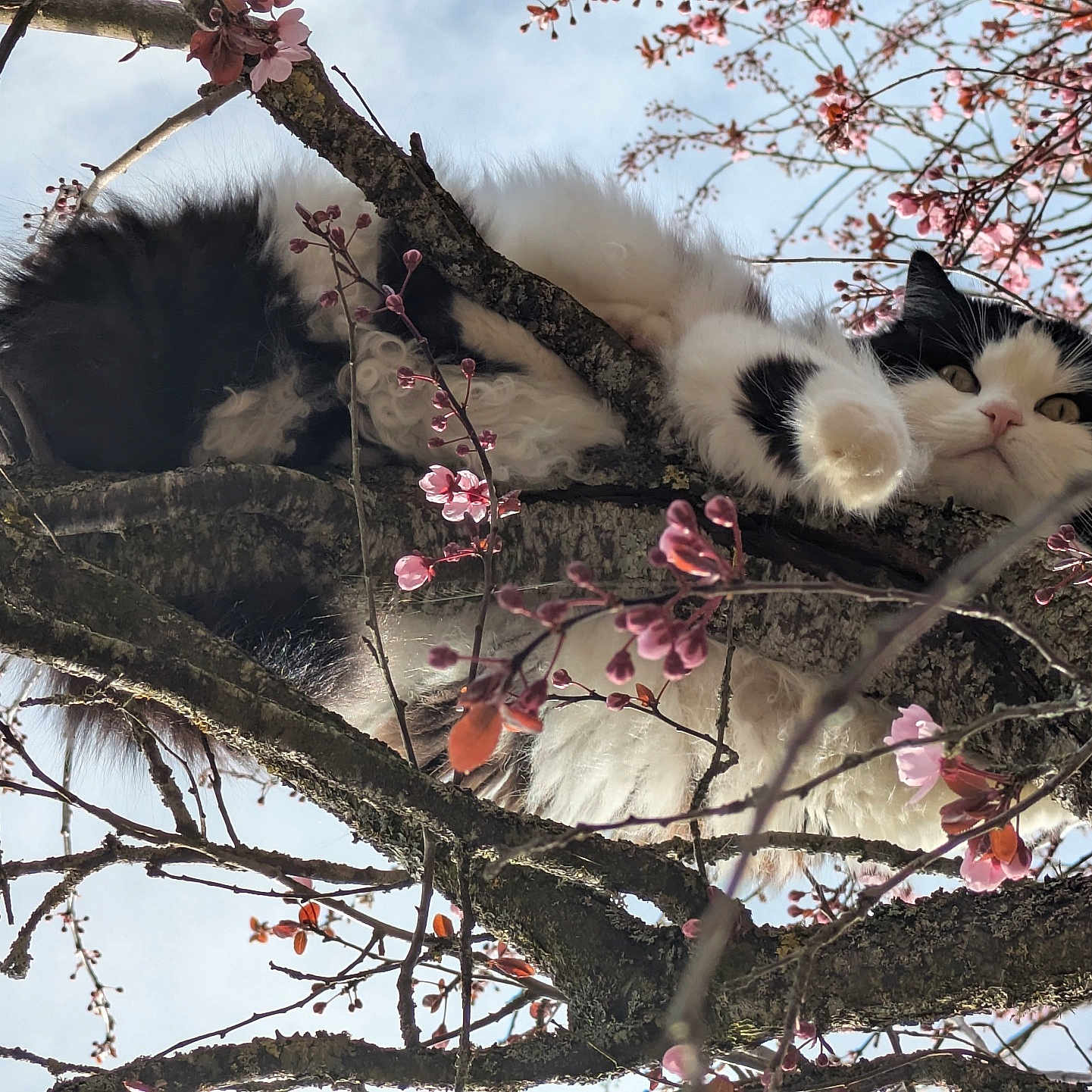 Oréa a rejoint le concours — aidez-le/la à gagner de superbes lots ! black_and_white_cat, branches, cat, close_up, curious, fluffy_cat, moss, nature, outdoor, paw, perched, pet, pink_blossoms, relaxed, sky, spring, sunlight, tree, trunk, whiskers