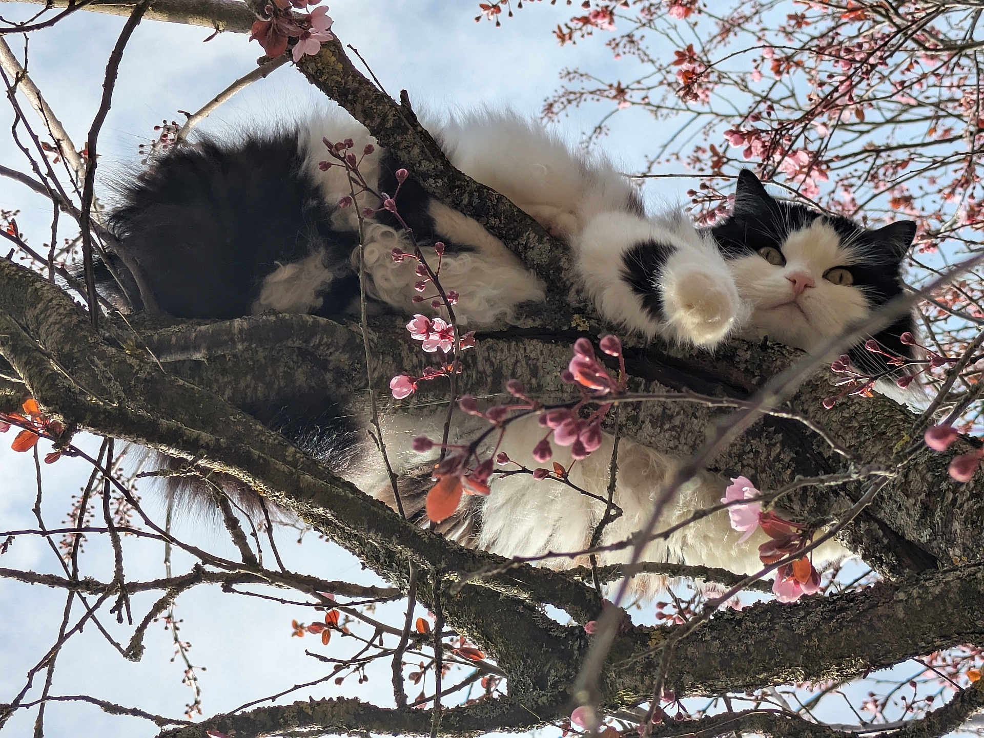 Oréa a rejoint le concours — aidez-le/la à gagner de superbes lots ! cat, black_and_white_cat, fluffy_cat, tree, branches, pink_blossoms, spring, outdoor, sky, nature, curious, pet, whiskers, paw, close_up, trunk, moss, sunlight, perched, relaxed