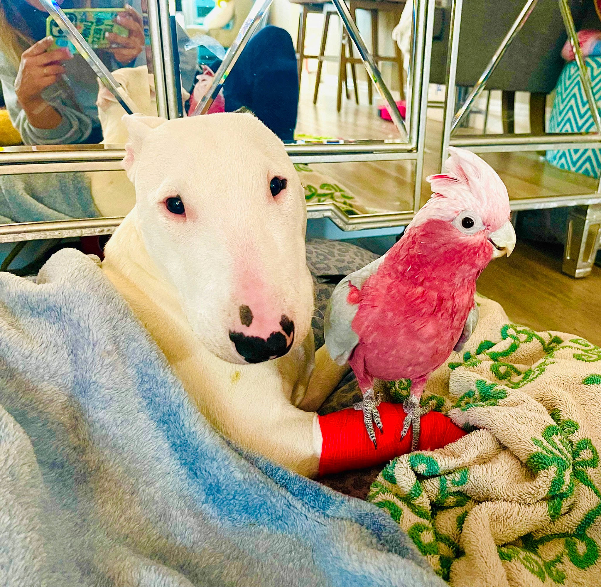 Spud Mcguff joined the competition — help win amazing prizes! beak, bird, fawn, feather, fur, livestock, macaw, magenta, metal, nail, parrot, perching_bird, pet_supply, pink, square, stuffed_toy, tail, toy, visual_arts, wing