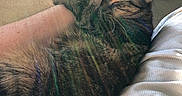 Lily joined the competition — help win amazing prizes! cat, tabby, pet, animal, snuggling, hand, person, couch, cozy, indoor, furry, sleeping, relaxed, comfort, closeup, fur, resting, love, warm, natural_light