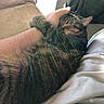 cat, tabby, pet, animal, snuggling, hand, person, couch, cozy, indoor, furry, sleeping, relaxed, comfort, closeup, fur, resting, love, warm, natural_light