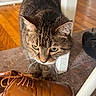 Lily is registered to the contest to win money with this photo: cat, tabby_cat, shoe, brown_shoe, leather_shoe, whiskers, curious, floor, wooden_floor, rug, table_leg, indoor, pet, animal, feline, close_up, sniffing, domestic_cat, household, curiosity