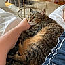 Lily is registered to the contest to win money with this photo: cat, tabby_cat, pet, indoor, bed, human_hand, resting, furry, cozy, comfort, wooden_table, remote_control, carpet, blanket, casual_clothing, relaxation, domestic, living_room, furniture, snuggling