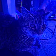 Lily is registered to the contest to win money with this photo: cat, tabby, animal, pet, indoor, blue_light, whiskers, fur, face, ears, eyes, relaxing, feet, carpet, bottle, glass, furniture, quiet, nighttime, home