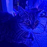 cat, tabby, animal, pet, indoor, blue_light, whiskers, fur, face, ears, eyes, relaxing, feet, carpet, bottle, glass, furniture, quiet, nighttime, home