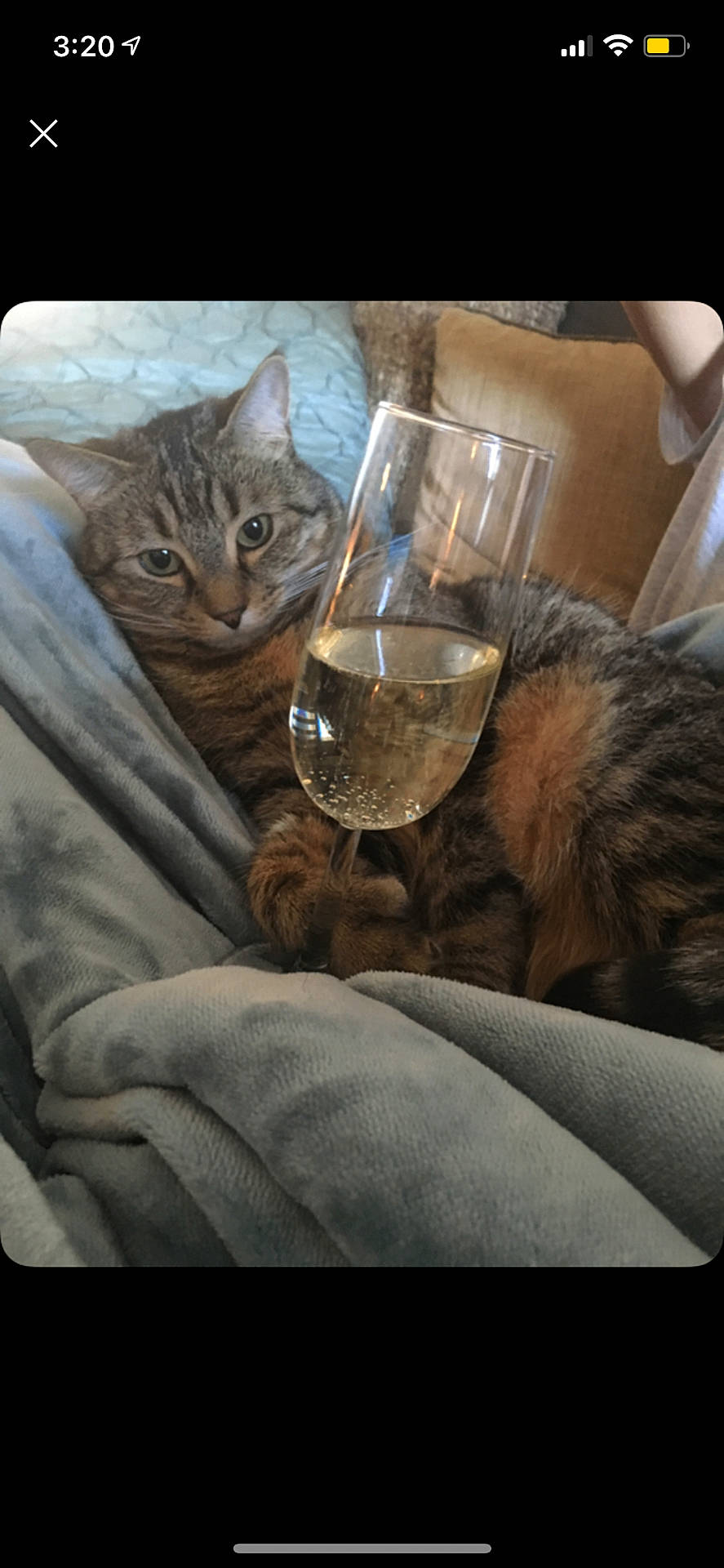 Lily