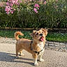 animal, curly_tail, dog, floppy_ears, flowers, garden, grass, happy, harness, leash, open_mouth, outdoor, pavement, pet, pink_flowers, portrait, small_dog, standing, sunlight, tongue_out
