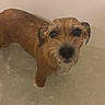 Tequila participe au concours pour gagner de l'argent avec cette photo : bath, bathroom, bathtub, bathwater, brown_fur, dog, eyes, funny, home, indoor, looking_at_camera, nose, pet, portrait, scruffy, small_dog, standing, wet, wet_dog, whiskers